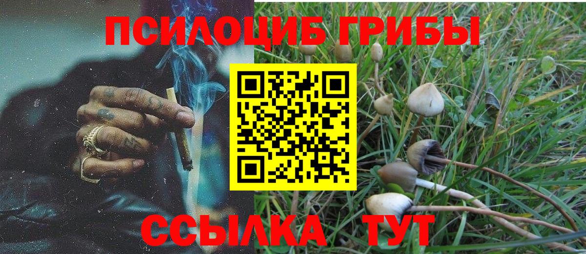 Псилоцибиновые грибы Psilocybe Новоуральск